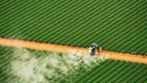 Best Ant Control Services  in Goldthwaite, TX