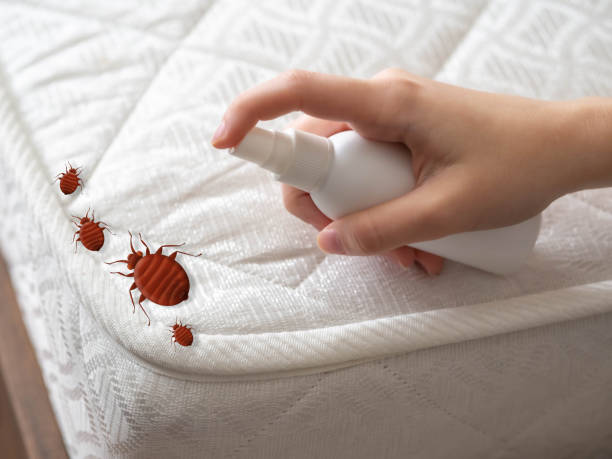 Best Termite Control Services  in Goldthwaite, TX
