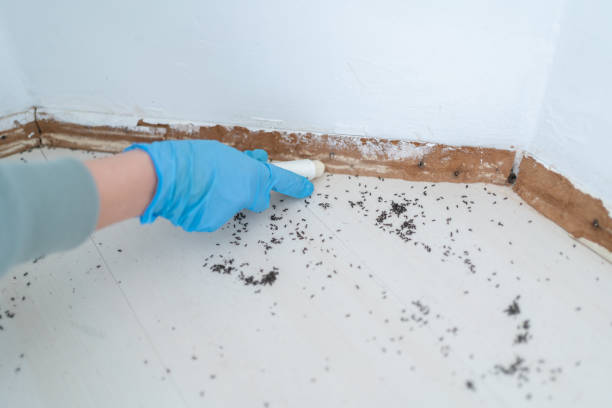 Professional Pest Control in Goldthwaite, TX